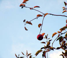 Apple picking