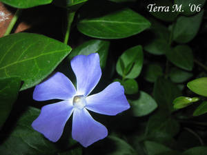 Blue flower