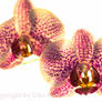 Orchidee