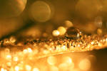 Oh My Gold II by ValentinaWhite