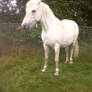 White Horse From Front