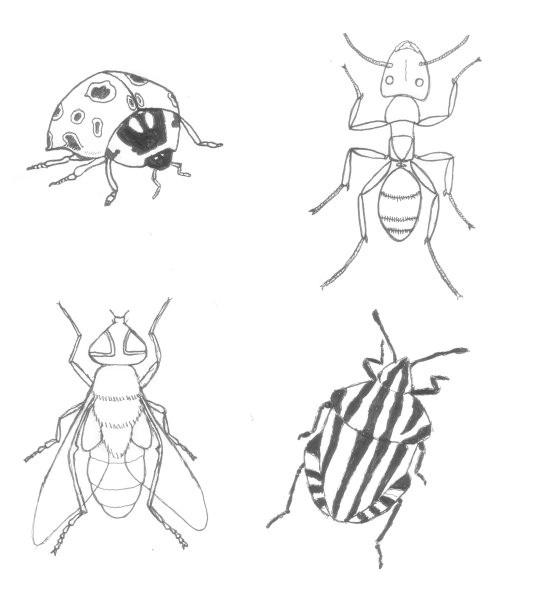 Insect drawings by realarpmbq on DeviantArt