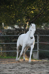 White horse stock 1