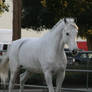 white horse stock 3