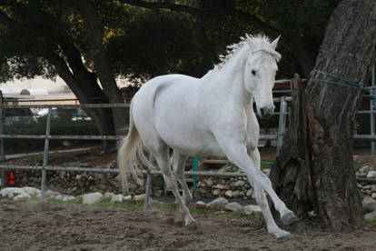 white horse stock 4