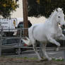 white horse stock 7
