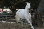 white horse stock 8