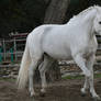 white horse stock 9