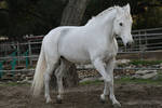 white horse stock 9