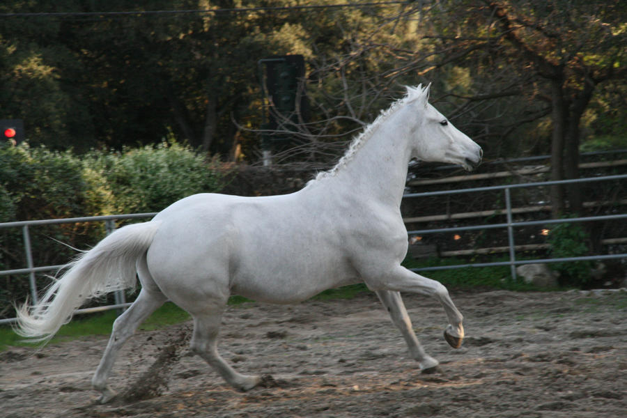 white horse stock 10