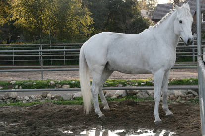 white horse stock 11