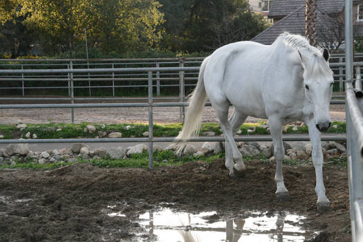 white horse stock 12