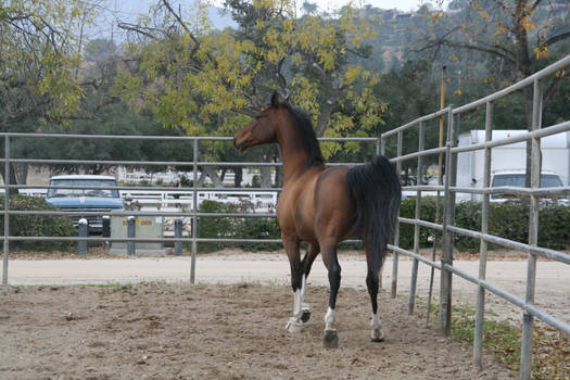 crazy warmblood 10