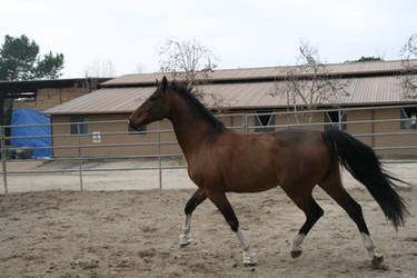 crazy warmblood 15