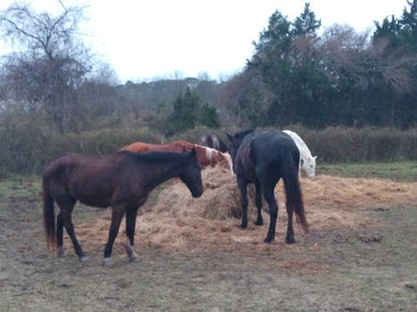 Horses in Texas