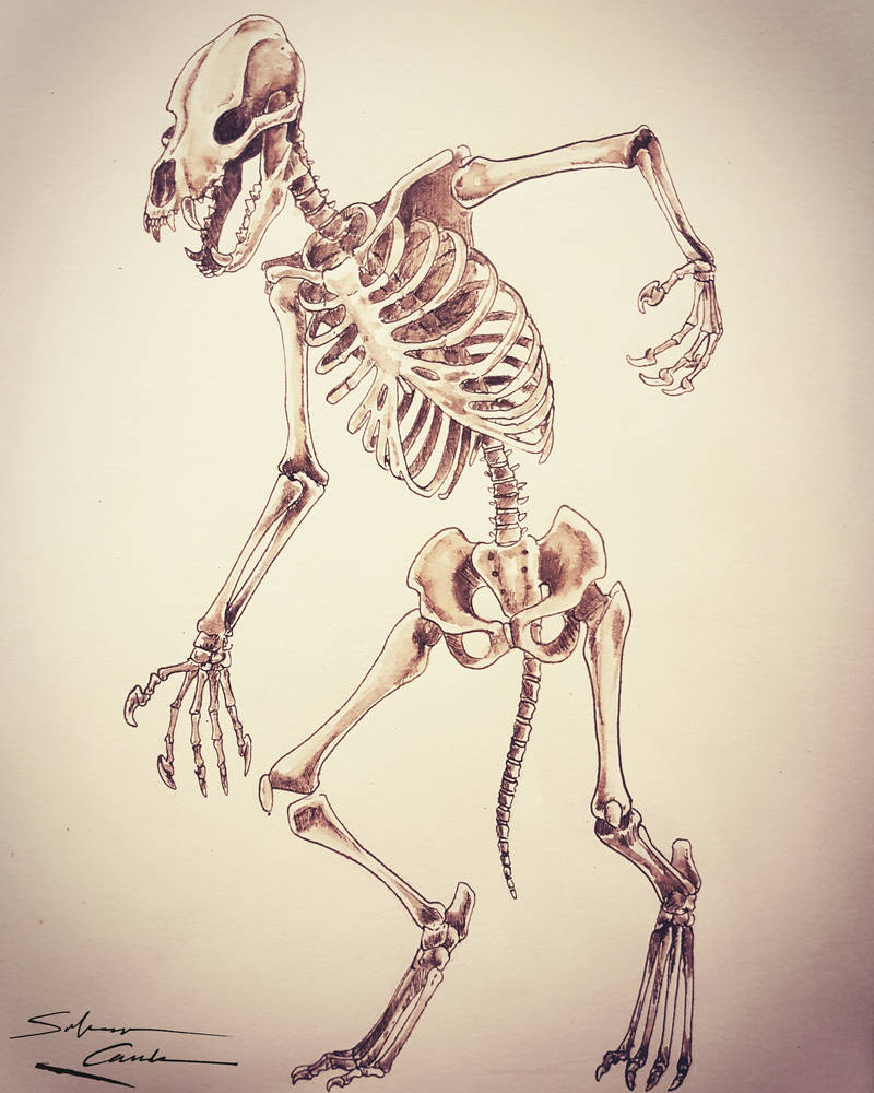 Overwolf Skeleton werewolf skeleton by SilanaVerley on DeviantArt