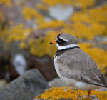 Ringed Plover Profile by Shadow-and-Flame-86