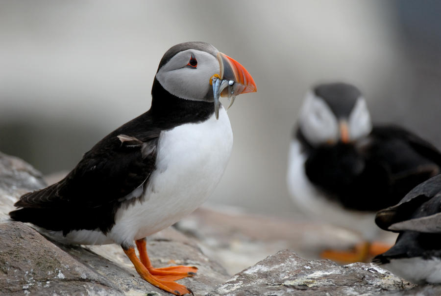 Puffin Profile