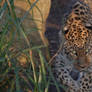 Amur Leopard Glare