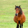 Pregnant Pony