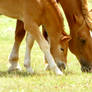 Suffolk Punch Mare Foal grazin