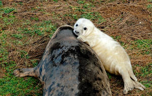 Seal Hug