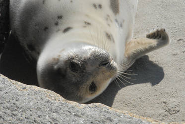 Harp seal yearling