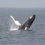 Humpback whale calf breach