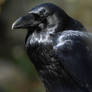 Raven profile