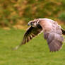 Saker Falcon in Flight