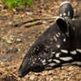 Tapir Calf