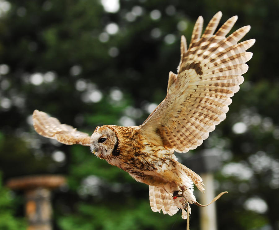 Tawny owl flight