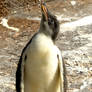 Gentoo Chick