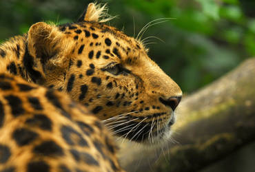 Amur Leopard