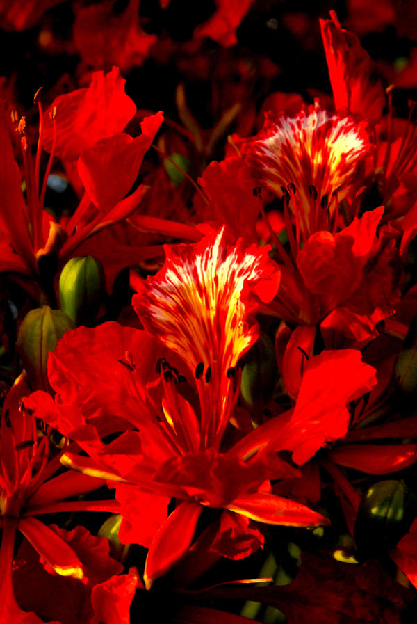 Flamboyant Flowers