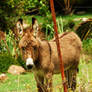 Feral Foal