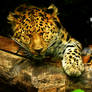 Amur Leopard Snooze