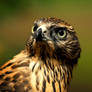 Goshawk Glance