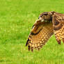 Eagle Owl Flight