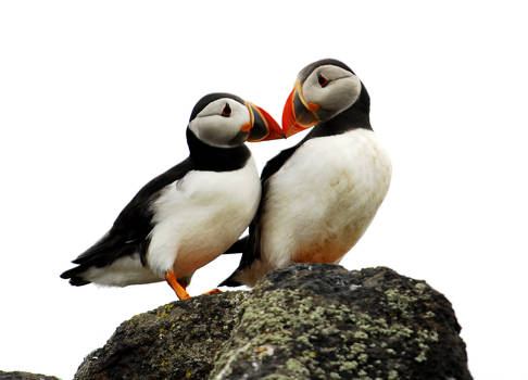 Puffin Pair