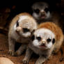 Meercat pups