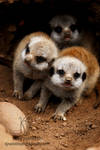 Meercat pups by Shadow-and-Flame-86