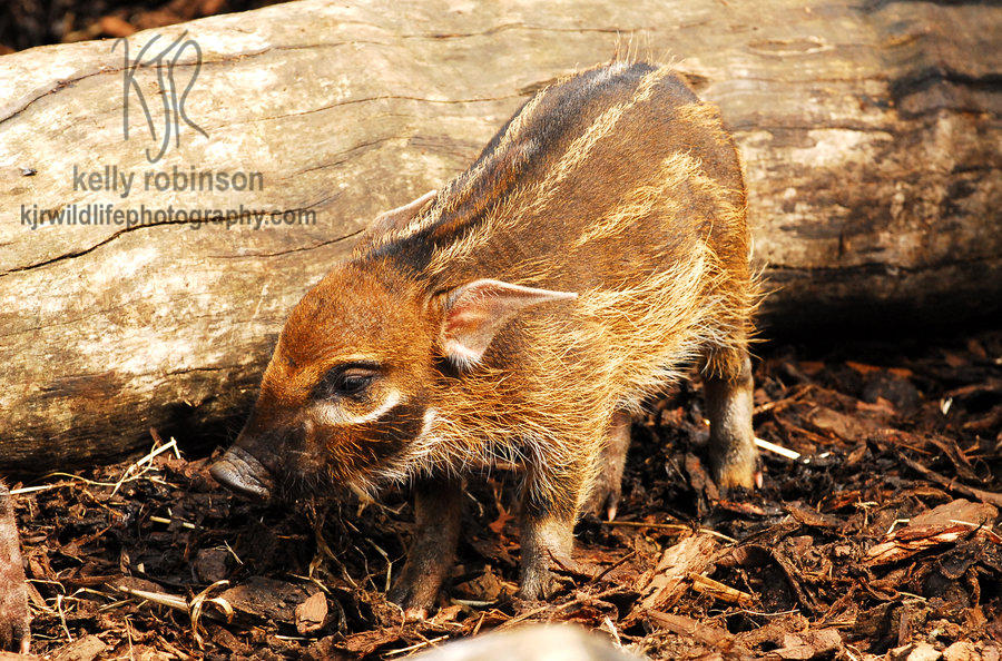 South Park deviantART Red River Hog Piglets BCMA South Park deviantART Red River Hog Piglets BCMA