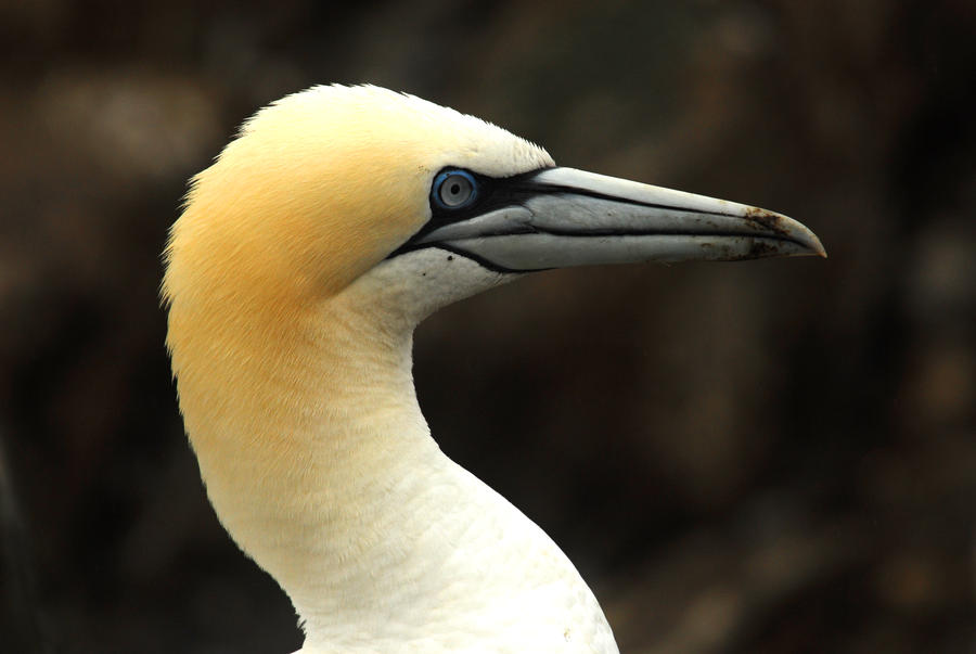 Gannet Profile