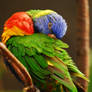 Lorikeet Grooming