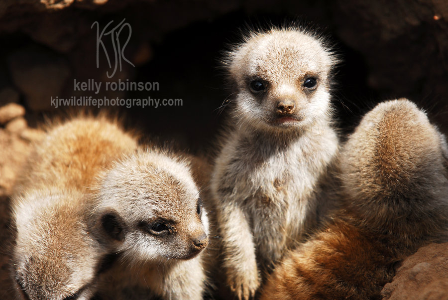 Alert Meercat Pup