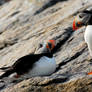 Look of Love - Puffins