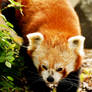 Red Panda Stroll