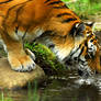 Drinking tigeress