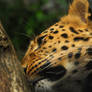 Leopard sniff